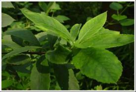 昆药集团自然植物质料药立异基地建设项目可行性研究